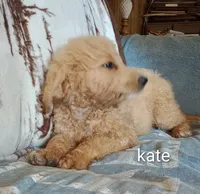 Kate-Ready & Reduced, a female Poodle - Standard  for sale in Liberty, KY – 4 of 6