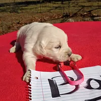 Pink collar- Boy #2, a male Golden Retriever and English Cream Golden Retriever for sale in Liberty, KY – 4 of 6