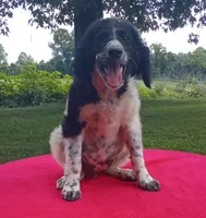 Low price, a female Labradoodle for sale in Liberty, KY – 3 of 3