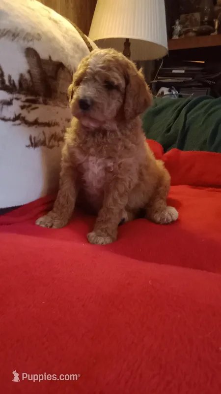 apricot boy ready June 6th – Poodle - Standard  puppy for sale in Liberty, KY