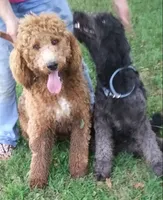 Porter-Ready & reduced, a male Poodle - Standard  for sale in Liberty, KY – 5 of 6