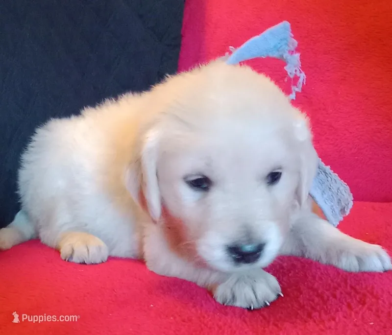 Issy's Boy #5 – Golden Retriever, English Cream Golden Retriever puppy for sale in Liberty, KY
