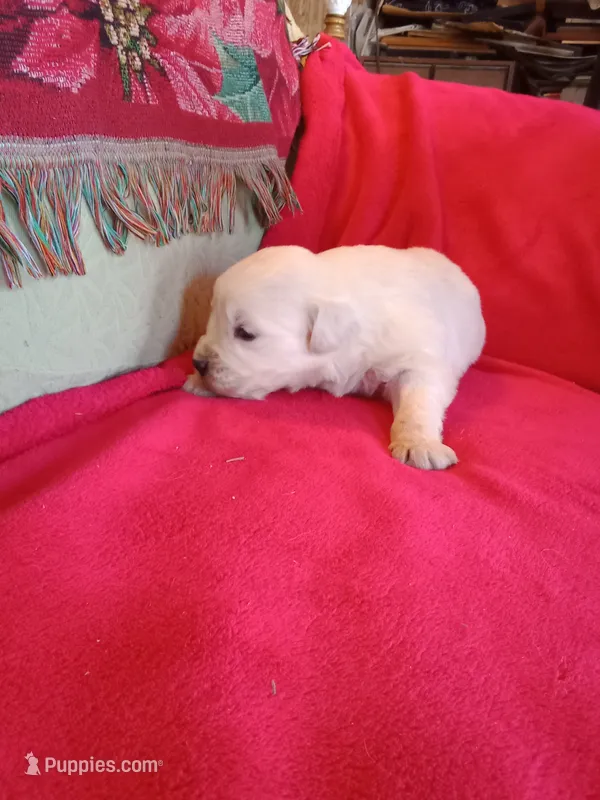 Sam – Golden Retriever, English Cream Golden Retriever puppy for sale in Liberty, KY