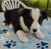 Paige, a female Australian Cattle Dog and Border Collie for sale in Liberty, KY – 3 of 5