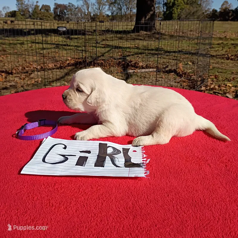 Purple collar girl#4 – Golden Retriever, English Cream Golden Retriever puppy for sale in Liberty, KY