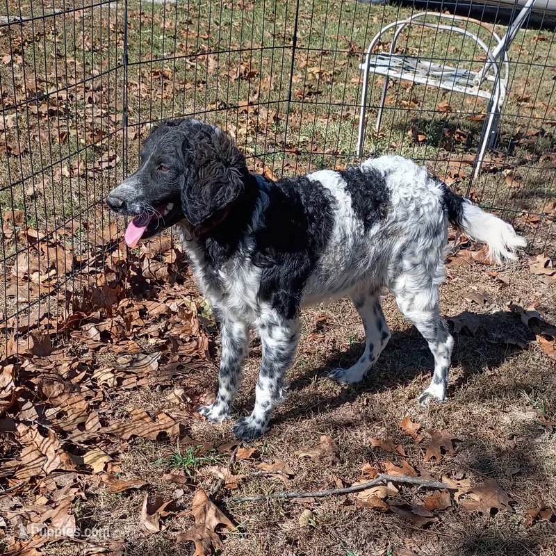Cookie – Poodle - Standard  puppy for sale in Liberty, KY