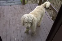 Amaria, a female Poodle - Standard  for sale in Liberty, KY – 3 of 3