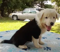 Snow Cap, a female Australian Cattle Dog and Border Collie for sale in Liberty, KY – 2 of 5