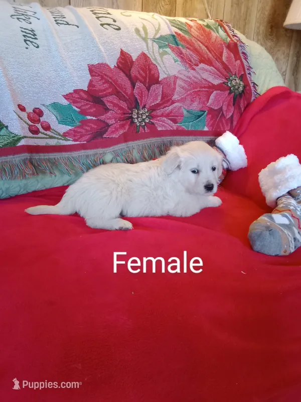Issy Girl #6 – Golden Retriever, English Cream Golden Retriever puppy for sale in Liberty, KY