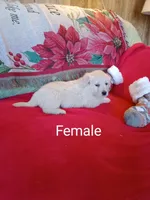 Issy Girl #6, a female Golden Retriever and English Cream Golden Retriever for sale in Liberty, KY – 1 of 3