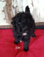 Joe     , a male Poodle - Standard  for sale in Liberty, KY – Photo 1 of 4