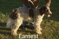 Ben -Ready now, a male Poodle - Standard  for sale in Liberty, KY – Photo 6 of 6