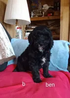 Ben -Ready now, a male Poodle - Standard  for sale in Liberty, KY – Photo 1 of 6