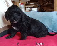 Ben -Ready now, a male Poodle - Standard  for sale in Liberty, KY – Photo 2 of 6