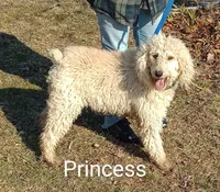 Ben -Ready now, a male Poodle - Standard  for sale in Liberty, KY – Photo 5 of 6