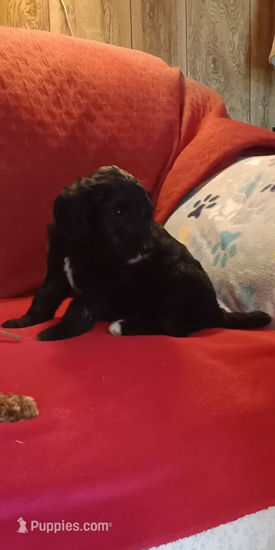 Chase-Ready now, a male Poodle - Standard  for sale in Liberty, KY – Photo 1 of 4