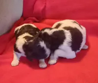 Black and white #3 girl, a female Poodle - Multi-Colored Standard and Poodle - Standard  for sale in Liberty, KY – Photo 3 of 3