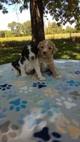  #3 girl  Ready June 6th, a female Poodle - Multi-Colored Standard and Poodle - Standard  for sale in Liberty, KY – 3 of 6