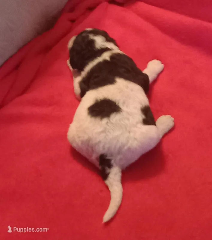 Black and white #3 girl, a female Poodle - Multi-Colored Standard and Poodle - Standard  for sale in Liberty, KY – Photo 1 of 3