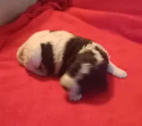 Black and white #3 girl, a female Poodle - Multi-Colored Standard and Poodle - Standard  for sale in Liberty, KY – Photo 2 of 3