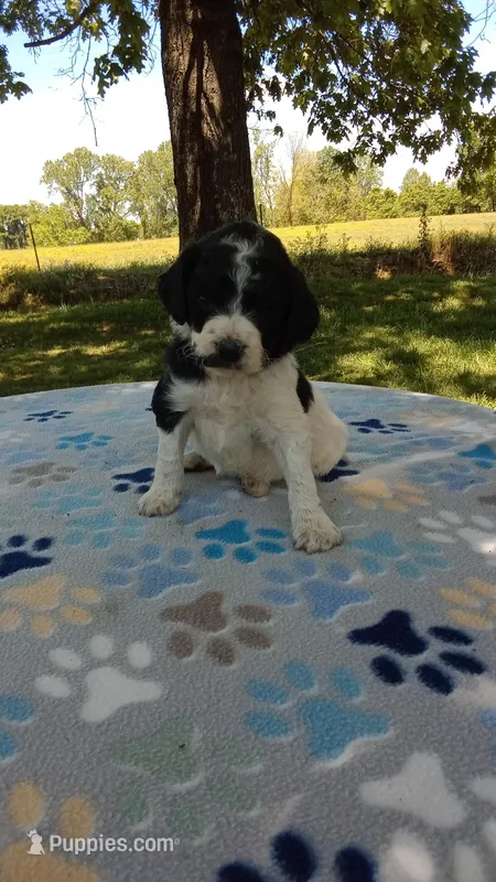 Black and white #3 girl – Poodle - Multi-Colored Standard, Poodle - Standard  puppy for sale in Liberty, KY