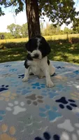  #3 girl  Ready June 6th, a female Poodle - Multi-Colored Standard and Poodle - Standard  for sale in Liberty, KY – 1 of 6
