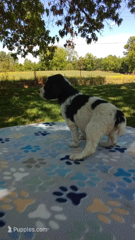 Spot-l  Ready now – Poodle - Multi-Colored Standard, Poodle - Standard  puppy for sale in Liberty, KY