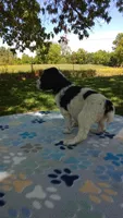  #3 girl  Ready June 6th, a female Poodle - Multi-Colored Standard and Poodle - Standard  for sale in Liberty, KY – 2 of 6