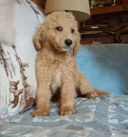 Kate-Ready & Reduced, a female Poodle - Standard  for sale in Liberty, KY – 2 of 6