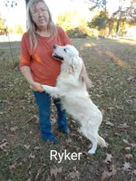 Yellow collar Boy, a male Golden Retriever and English Cream Golden Retriever for sale in Liberty, KY – 5 of 7