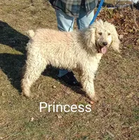 Butter- ready now, a female Poodle - Multi-Colored Standard and Poodle - Standard  for sale in Liberty, KY – 4 of 4