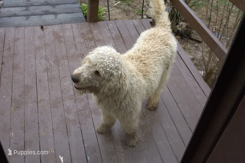 Amaria – Poodle - Standard  puppy for sale in Liberty, KY