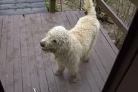 Amaria, a female Poodle - Standard  for sale in Liberty, KY – 1 of 3