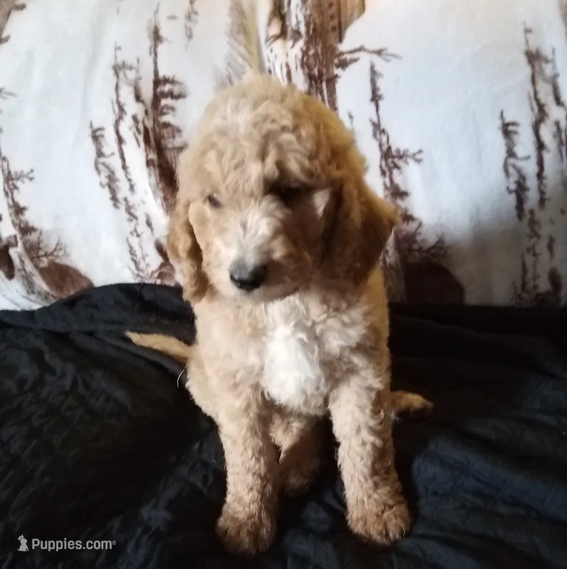 Porter-Ready & reduced – Poodle - Standard  puppy for sale in Liberty, KY
