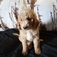 Porter-Ready & reduced, a male Poodle - Standard  for sale in Liberty, KY – 1 of 6
