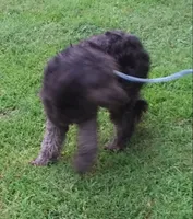 Little Girl F1 Gray Phantom, a female Goldendoodle for sale in Liberty, KY – 2 of 3