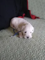 #3 pup Male, a male English Cream Golden Retriever for sale in Liberty, KY – Photo 2 of 3