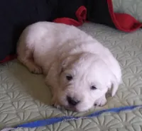 #3 pup Male, a male English Cream Golden Retriever for sale in Liberty, KY – Photo 3 of 3