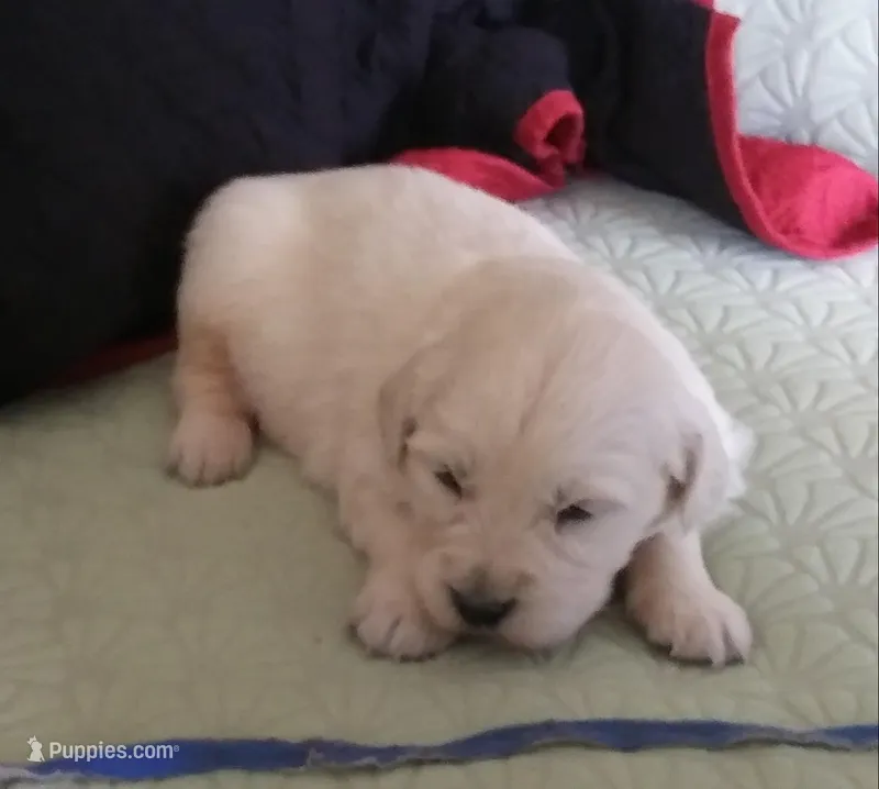 #3 pup Male – English Cream Golden Retriever puppy for sale in Liberty, KY