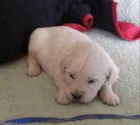 #3 pup Male, a male English Cream Golden Retriever for sale in Liberty, KY – Photo 1 of 3