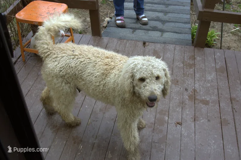 Amaria  (AKC) – Poodle - Standard  puppy for sale in Liberty, KY