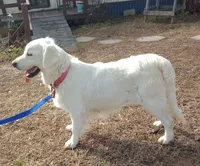 Bud- ready now, a male Golden Retriever and English Cream Golden Retriever for sale in Liberty, KY – 3 of 4