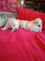 Sam, a male Golden Retriever and English Cream Golden Retriever for sale in Liberty, KY – 2 of 2