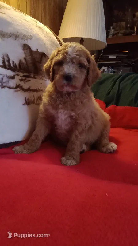 Porter-Ready  – Poodle - Standard  puppy for sale in Liberty, KY