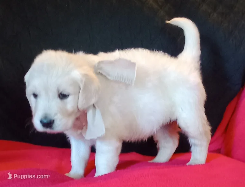 Tan collar Boy – Golden Retriever, English Cream Golden Retriever puppy for sale in Liberty, KY