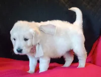 Tan collar Boy, a male Golden Retriever and English Cream Golden Retriever for sale in Liberty, KY – 1 of 7