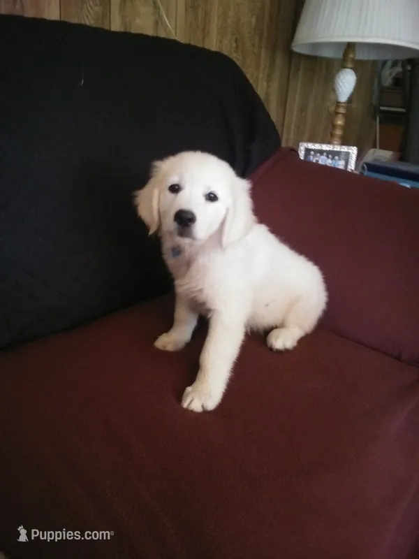 Light Blue collar Boy – Golden Retriever, English Cream Golden Retriever puppy for sale in Liberty, KY