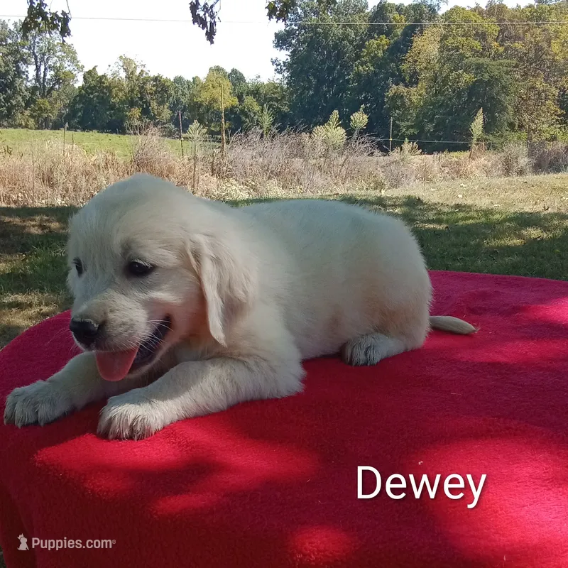 Dewy- ready today – Golden Retriever, English Cream Golden Retriever puppy for sale in Liberty, KY