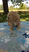Apricot girl#5, a female Poodle - Multi-Colored Standard and Poodle - Standard  for sale in Liberty, KY – 6 of 7