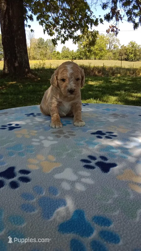 Apricot girl#5 ready June 6th – Poodle - Multi-Colored Standard, Poodle - Standard  puppy for sale in Liberty, KY